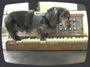 Now with correct pronunciation of the word Moog and spelling of rhymes! Üter the amazing wiener dog loves to lick peanut butter off of a minimoog. If you like the sound of the Minimoog's third oscillator, you should try it with peanut butter smeared on the knob.